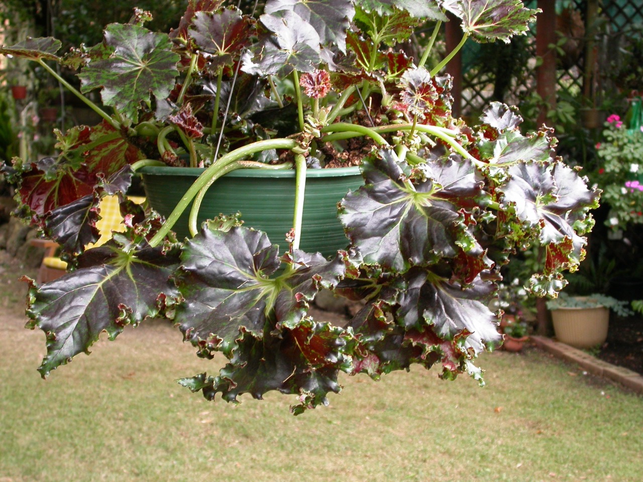 B. ‘Ron Littlemore’